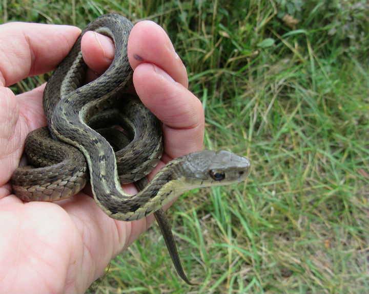 Eastern Garter Snake